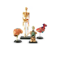 Дидактическое пособие по окружающему миру «Изучаем строение человека» (Анатомические модели) - «globural.ru» - Краснознаменск