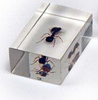 Комплект микропрепаратов для стереомикроскопа - «globural.ru» - Краснознаменск