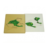 Строение лягушки с контуром - «globural.ru» - Краснознаменск