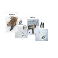 Комплект дидактических карточек "Следы на снегу" - «globural.ru» - Краснознаменск