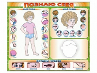 Стенд маркерный "Познаю себя" (тело, голова, органы чувств) - «globural.ru» - Краснознаменск