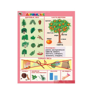 Комплект таблиц. Окружающий мир 5-6 лет. "Животные и растения". - «globural.ru» - Краснознаменск