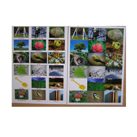 Английское лото "На прогулке" - «globural.ru» - Краснознаменск