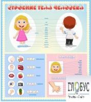 Стенд "Строение человека" для детей - «globural.ru» - Краснознаменск