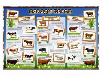 Стенд "Породы коров" - «globural.ru» - Краснознаменск