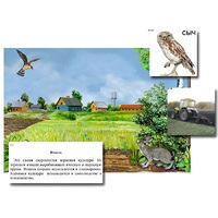 Магнитный плакат-аппликация "Поле: биоразнообразие и взаимосвязи в сообществе" - «globural.ru» - Краснознаменск