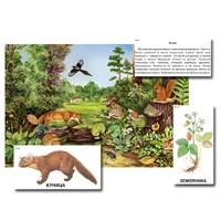 Магнитный плакат-аппликация "Лес: биоразнообразие и взаимосвязи в сообществе" - «globural.ru» - Краснознаменск