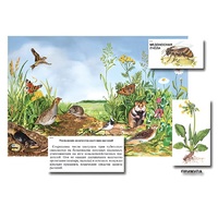 Магнитный плакат-аппликация "Луг: биоразнообразие и взаимосвязи в сообществе" - «globural.ru» - Краснознаменск