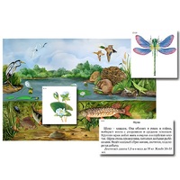 Магнитный плакат-аппликация "Водоем: биоразнообразие и взаимосвязи в сообществе" - «globural.ru» - Краснознаменск