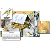 Магнитный плакат-аппликация "Биоразнообразие и экологические группы. Птицы зимой" - «globural.ru» - Краснознаменск