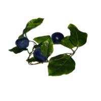 Ветка муляжей "Слива" - «globural.ru» - Краснознаменск