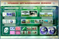 Электрифицированный стенд "Уровни организации жизни" - «globural.ru» - Краснознаменск
