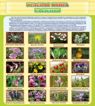 Стенд "Красная книга - растения" - «globural.ru» - Краснознаменск