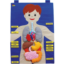 Фланелеграф "Анатомия" - «globural.ru» - Краснознаменск