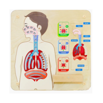 Панель "Дыхательная система" - «globural.ru» - Краснознаменск