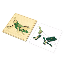 Строение кузнечика с контуром - «globural.ru» - Краснознаменск