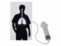 Демонстрационная модель "Эффект курения" - «globural.ru» - Краснознаменск