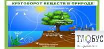 Стенд "Круговорот веществ" - «globural.ru» - Краснознаменск