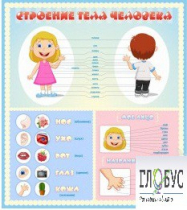 Стенд "Строение человека" для детей - «globural.ru» - Краснознаменск