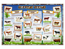 Стенд "Породы коров" - «globural.ru» - Краснознаменск