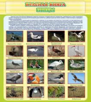 Стенд "Красная книга - птицы" - «globural.ru» - Краснознаменск