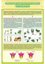 Стенд "Способы размножения растений" - «globural.ru» - Краснознаменск