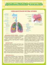 Стенд "Дыхательная система" - «globural.ru» - Краснознаменск
