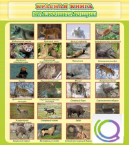 Стенд "Красная книга - млекопитающие" - «globural.ru» - Краснознаменск