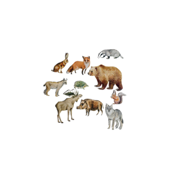 Фланелеграф "Животные леса" - «globural.ru» - Краснознаменск