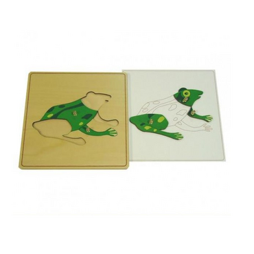 Строение лягушки с контуром - «globural.ru» - Краснознаменск