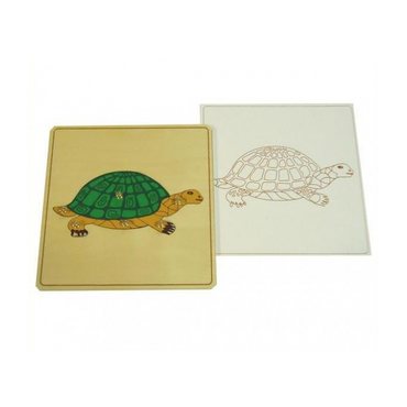 Строение черепахи с контуром - «globural.ru» - Краснознаменск