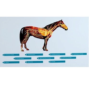 Стенд-планшет светодинамический "Изучение кровеносной системы сельскохозяйственных животных" со сменными панелями - «globural.ru» - Краснознаменск