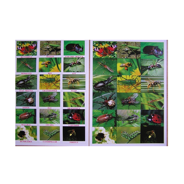 Английское лото "Насекомые" - «globural.ru» - Краснознаменск