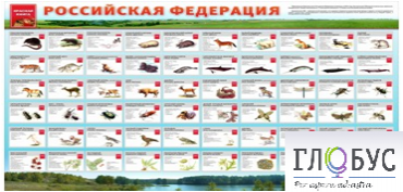 Стенд "Красная книга РФ" - «globural.ru» - Краснознаменск