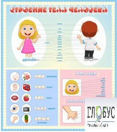 Стенд "Строение человека" для детей - «globural.ru» - Краснознаменск