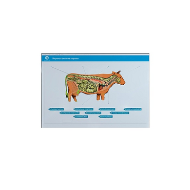 Стенд-планшет светодинамический "Изучение нервной системы сельскохозяйственных животных" со сменными панелями - «globural.ru» - Краснознаменск