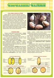 Стенд "Строение семян" - «globural.ru» - Краснознаменск
